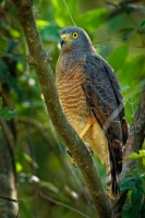 Kane krahujova - Rupornis magnirostris - Roadside Hawk o5671